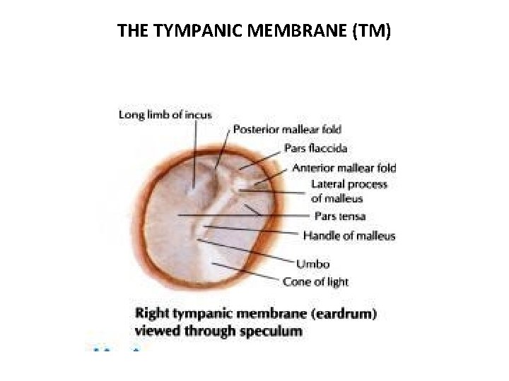 THE TYMPANIC MEMBRANE (TM) 