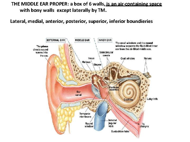 THE MIDDLE EAR PROPER: a box of 6 walls, is an air-containing space with