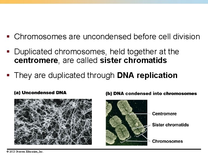 § Chromosomes are uncondensed before cell division § Duplicated chromosomes, held together at the § Chromosomes are uncondensed before cell division § Duplicated chromosomes, held together at the
