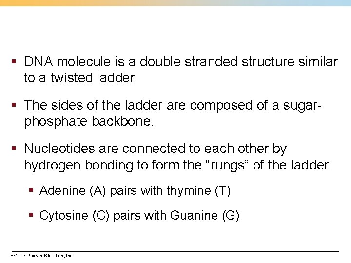 § DNA molecule is a double stranded structure similar to a twisted ladder. § § DNA molecule is a double stranded structure similar to a twisted ladder. §