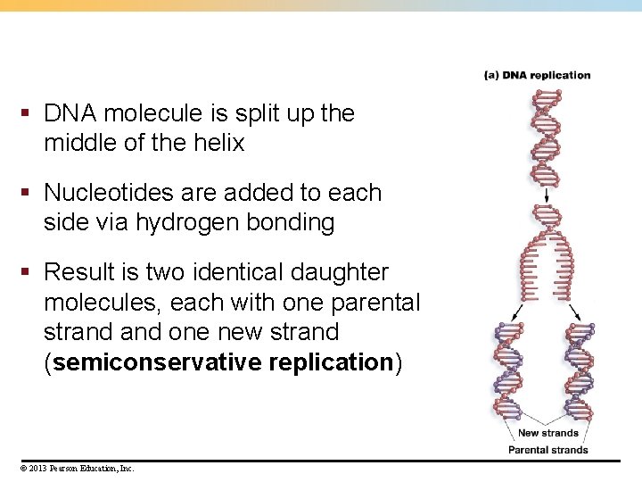 § DNA molecule is split up the middle of the helix § Nucleotides are § DNA molecule is split up the middle of the helix § Nucleotides are
