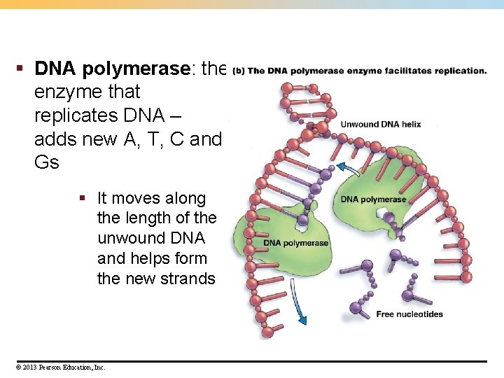 § DNA polymerase: the enzyme that replicates DNA – adds new A, T, C § DNA polymerase: the enzyme that replicates DNA – adds new A, T, C