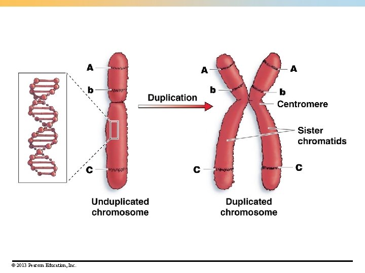 © 2013 Pearson Education, Inc. © 2013 Pearson Education, Inc.