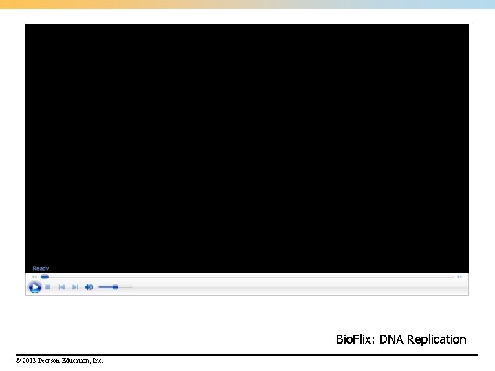 Bio. Flix: DNA Replication © 2013 Pearson Education, Inc. Bio. Flix: DNA Replication © 2013 Pearson Education, Inc.