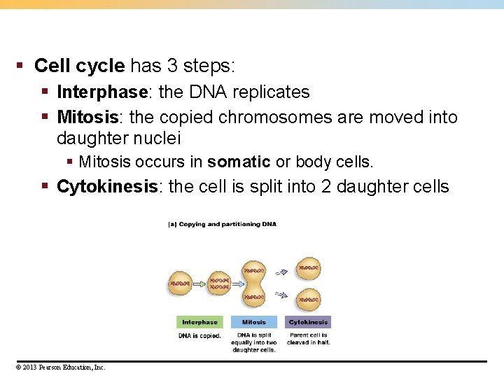 § Cell cycle has 3 steps: § Interphase: the DNA replicates § Mitosis: the § Cell cycle has 3 steps: § Interphase: the DNA replicates § Mitosis: the
