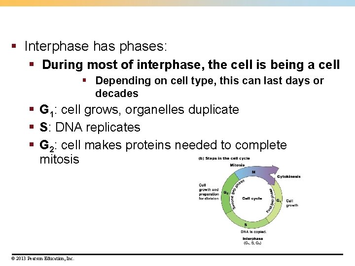§ Interphase has phases: § During most of interphase, the cell is being a § Interphase has phases: § During most of interphase, the cell is being a