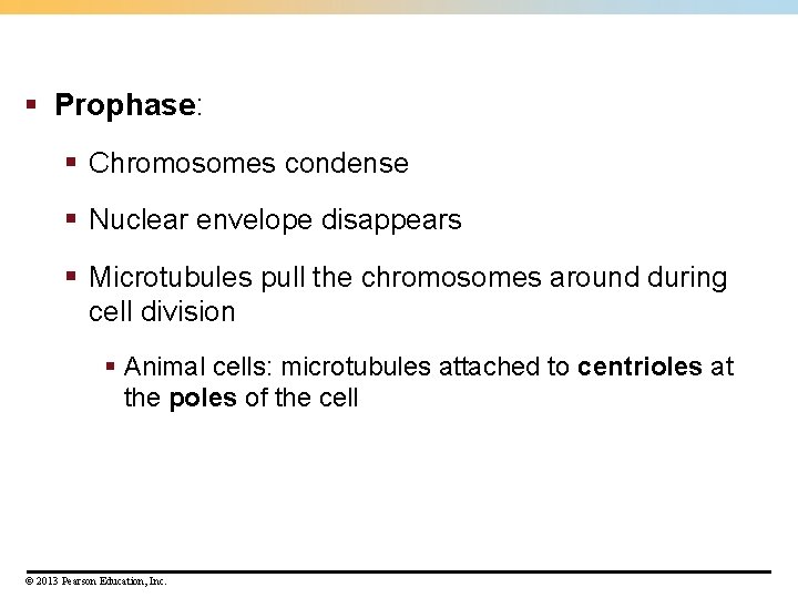 § Prophase: § Chromosomes condense § Nuclear envelope disappears § Microtubules pull the chromosomes § Prophase: § Chromosomes condense § Nuclear envelope disappears § Microtubules pull the chromosomes