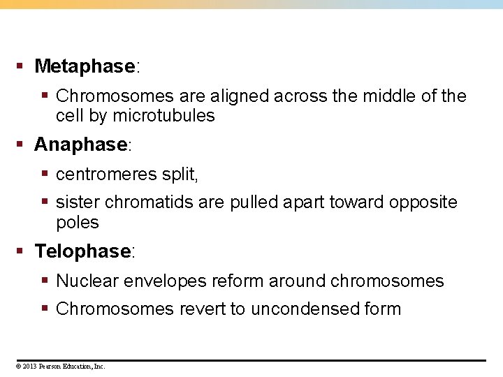 § Metaphase: § Chromosomes are aligned across the middle of the cell by microtubules § Metaphase: § Chromosomes are aligned across the middle of the cell by microtubules