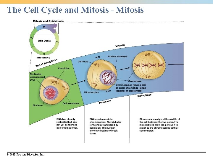 The Cell Cycle and Mitosis - Mitosis © 2013 Pearson Education, Inc. The Cell Cycle and Mitosis - Mitosis © 2013 Pearson Education, Inc.