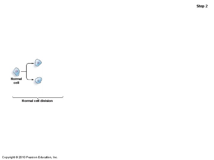 Step 2 Normal cell division Copyright © 2010 Pearson Education, Inc. Step 2 Normal cell division Copyright © 2010 Pearson Education, Inc.