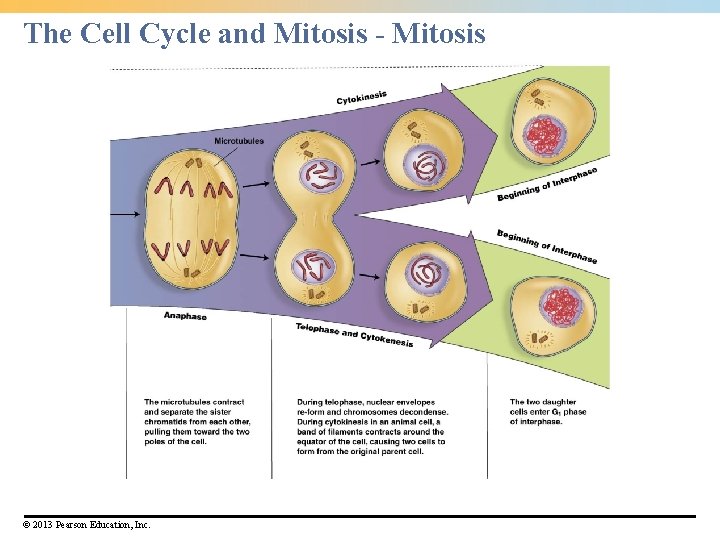 The Cell Cycle and Mitosis - Mitosis © 2013 Pearson Education, Inc. The Cell Cycle and Mitosis - Mitosis © 2013 Pearson Education, Inc.