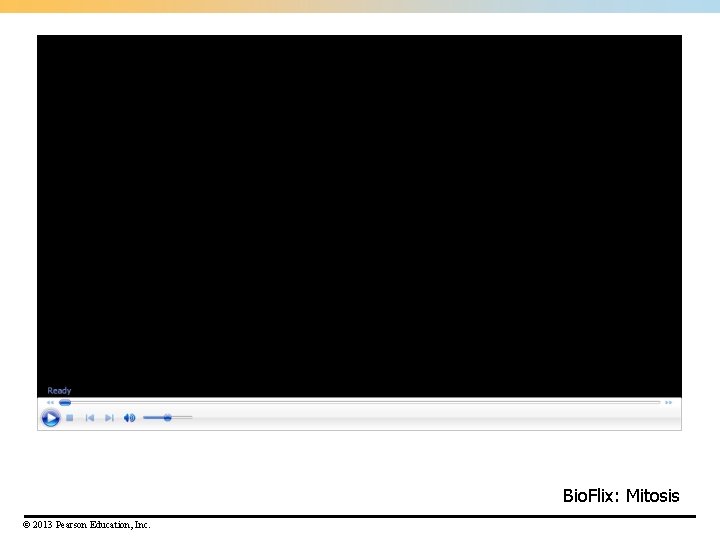 Bio. Flix: Mitosis © 2013 Pearson Education, Inc. Bio. Flix: Mitosis © 2013 Pearson Education, Inc.