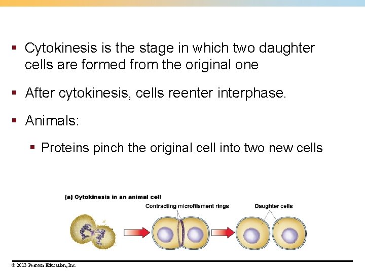 § Cytokinesis is the stage in which two daughter cells are formed from the § Cytokinesis is the stage in which two daughter cells are formed from the