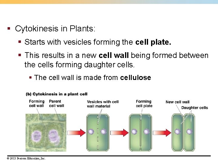 § Cytokinesis in Plants: § Starts with vesicles forming the cell plate. § This § Cytokinesis in Plants: § Starts with vesicles forming the cell plate. § This