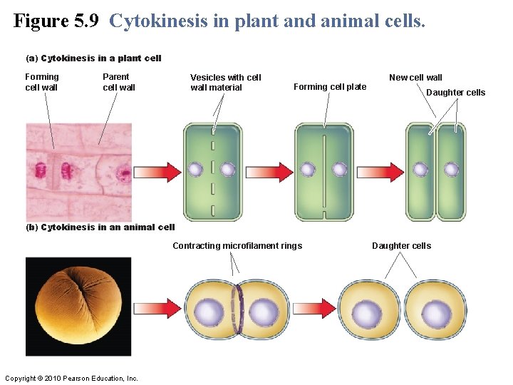 Figure 5. 9 Cytokinesis in plant and animal cells. (a) Cytokinesis in a plant Figure 5. 9 Cytokinesis in plant and animal cells. (a) Cytokinesis in a plant