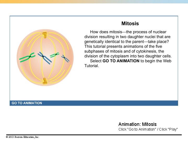 Animation: Mitosis Click “Go to Animation” / Click “Play” © 2013 Pearson Education, Inc. Animation: Mitosis Click “Go to Animation” / Click “Play” © 2013 Pearson Education, Inc.