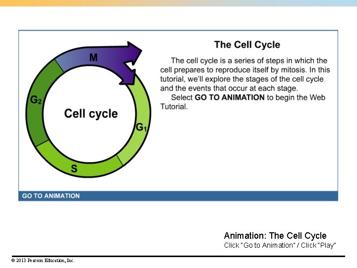 Animation: The Cell Cycle Click “Go to Animation” / Click “Play” © 2013 Pearson Animation: The Cell Cycle Click “Go to Animation” / Click “Play” © 2013 Pearson