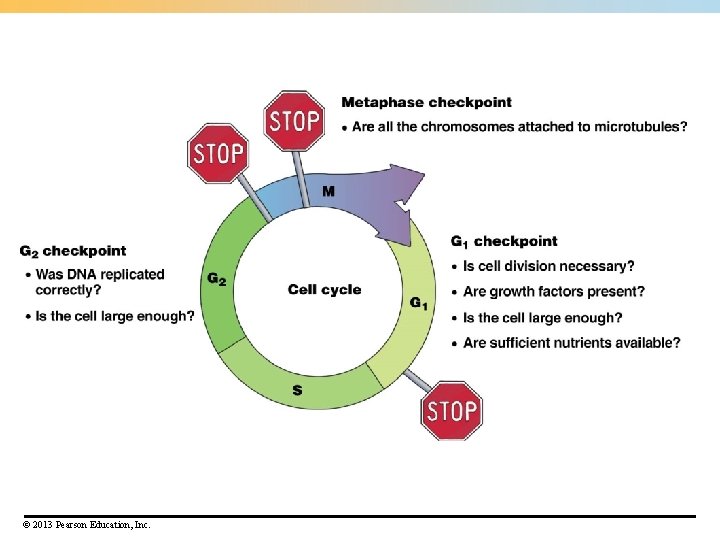 © 2013 Pearson Education, Inc. © 2013 Pearson Education, Inc.