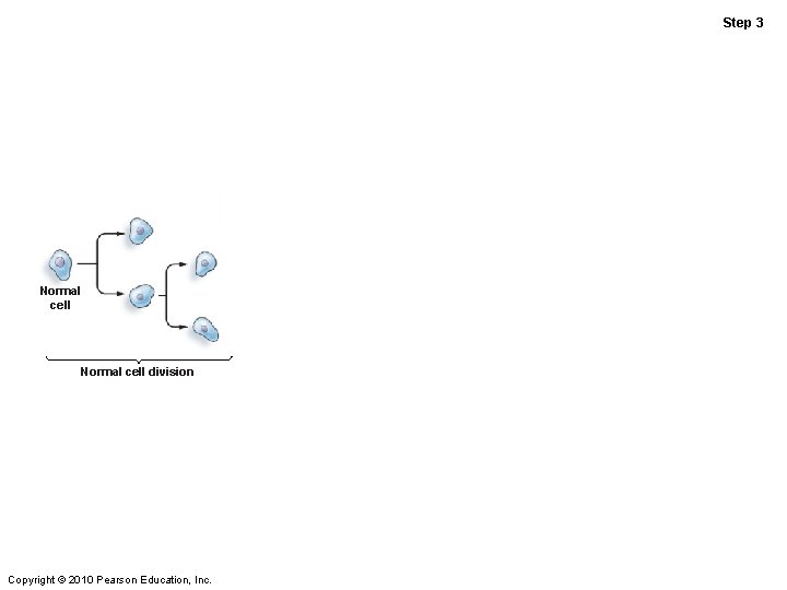 Step 3 Normal cell division Copyright © 2010 Pearson Education, Inc. Step 3 Normal cell division Copyright © 2010 Pearson Education, Inc.