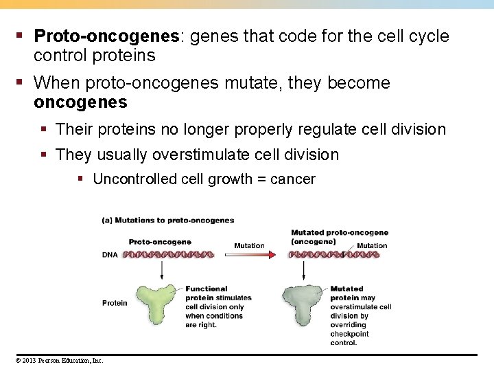 § Proto-oncogenes: genes that code for the cell cycle control proteins § When proto-oncogenes § Proto-oncogenes: genes that code for the cell cycle control proteins § When proto-oncogenes