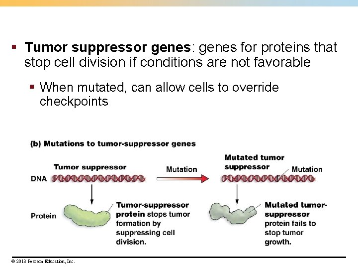 § Tumor suppressor genes: genes for proteins that stop cell division if conditions are § Tumor suppressor genes: genes for proteins that stop cell division if conditions are