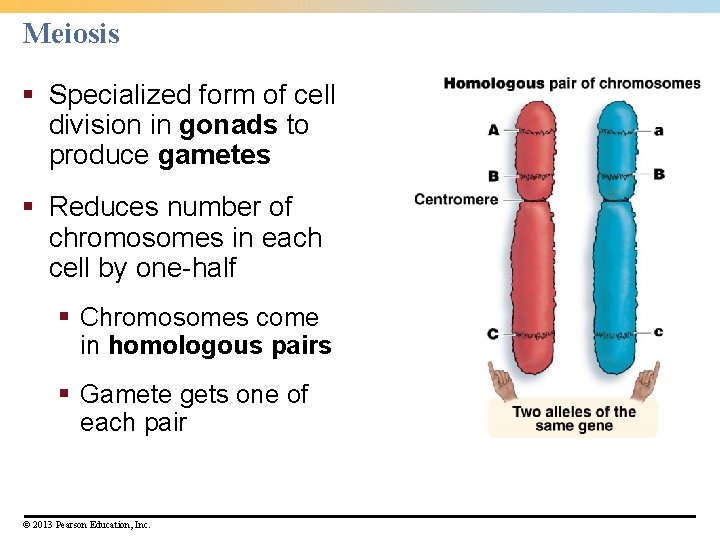 Meiosis § Specialized form of cell division in gonads to produce gametes § Reduces Meiosis § Specialized form of cell division in gonads to produce gametes § Reduces