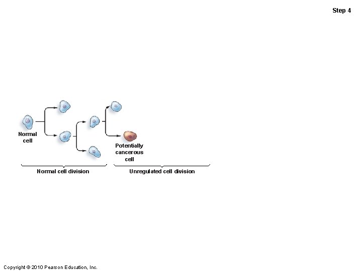 Step 4 Normal cell division Copyright © 2010 Pearson Education, Inc. Potentially cancerous cell Step 4 Normal cell division Copyright © 2010 Pearson Education, Inc. Potentially cancerous cell