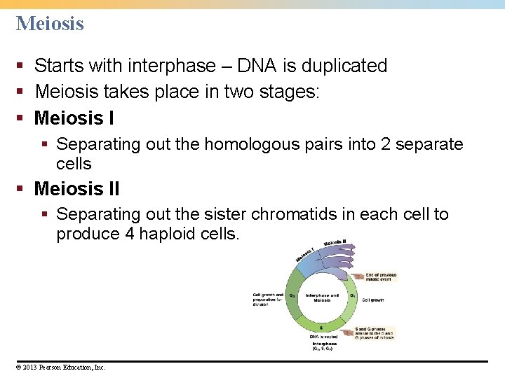 Meiosis § Starts with interphase – DNA is duplicated § Meiosis takes place in Meiosis § Starts with interphase – DNA is duplicated § Meiosis takes place in