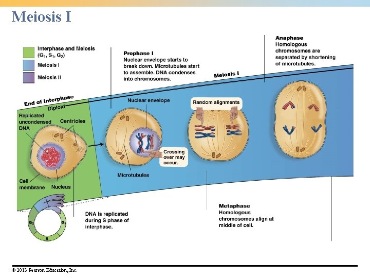 Meiosis I © 2013 Pearson Education, Inc. Meiosis I © 2013 Pearson Education, Inc.