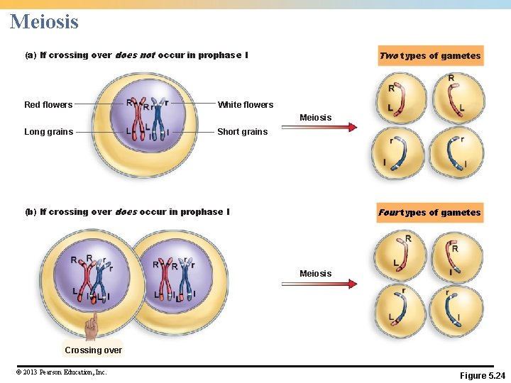 Meiosis (a) If crossing over does not occur in prophase I Red flowers Two Meiosis (a) If crossing over does not occur in prophase I Red flowers Two