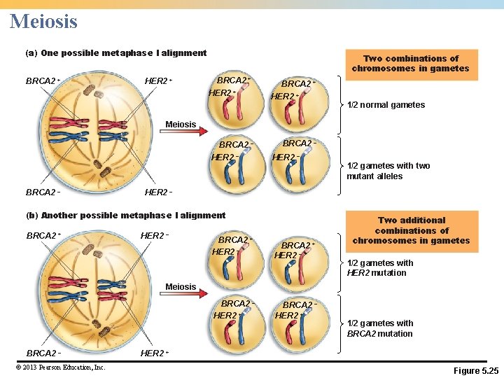 Meiosis (a) One possible metaphase I alignment BRCA 2 + HER 2 + Two Meiosis (a) One possible metaphase I alignment BRCA 2 + HER 2 + Two