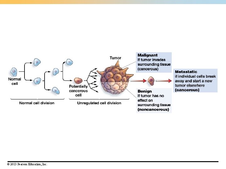© 2013 Pearson Education, Inc. © 2013 Pearson Education, Inc.