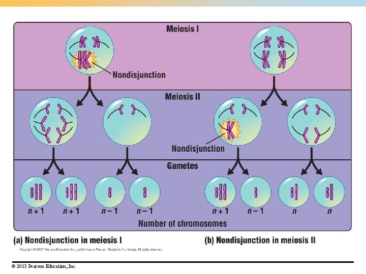 © 2013 Pearson Education, Inc. © 2013 Pearson Education, Inc.