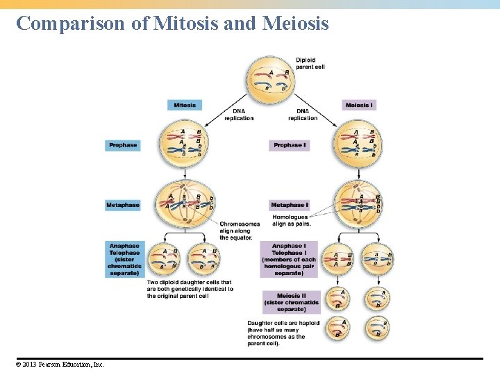 Comparison of Mitosis and Meiosis © 2013 Pearson Education, Inc. Comparison of Mitosis and Meiosis © 2013 Pearson Education, Inc.
