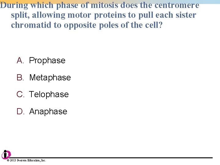 During which phase of mitosis does the centromere split, allowing motor proteins to pull During which phase of mitosis does the centromere split, allowing motor proteins to pull