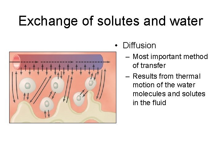 Exchange of solutes and water • Diffusion – Most important method of transfer –