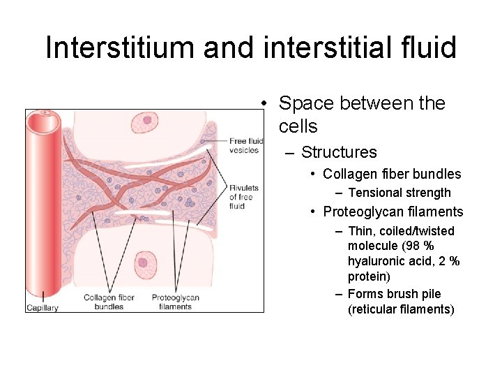 Interstitium and interstitial fluid • Space between the cells – Structures • Collagen fiber