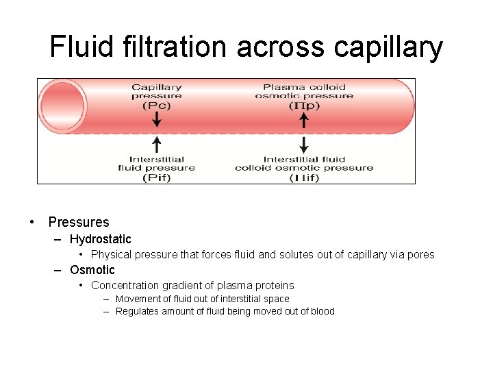 Fluid filtration across capillary • Pressures – Hydrostatic • Physical pressure that forces fluid