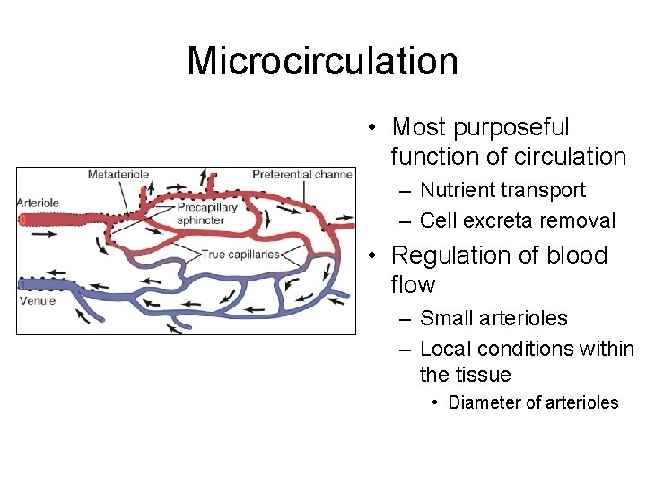 Microcirculation • Most purposeful function of circulation – Nutrient transport – Cell excreta removal
