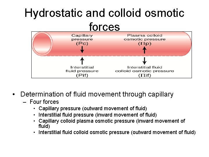 Hydrostatic and colloid osmotic forces • Determination of fluid movement through capillary – Four