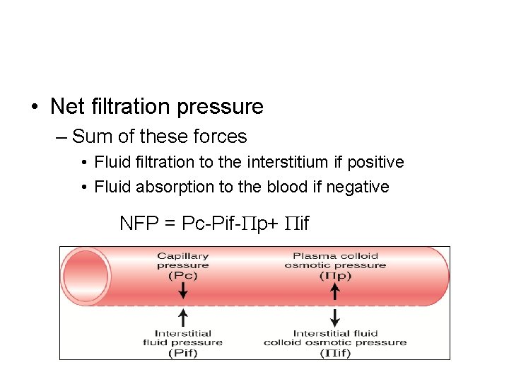  • Net filtration pressure – Sum of these forces • Fluid filtration to