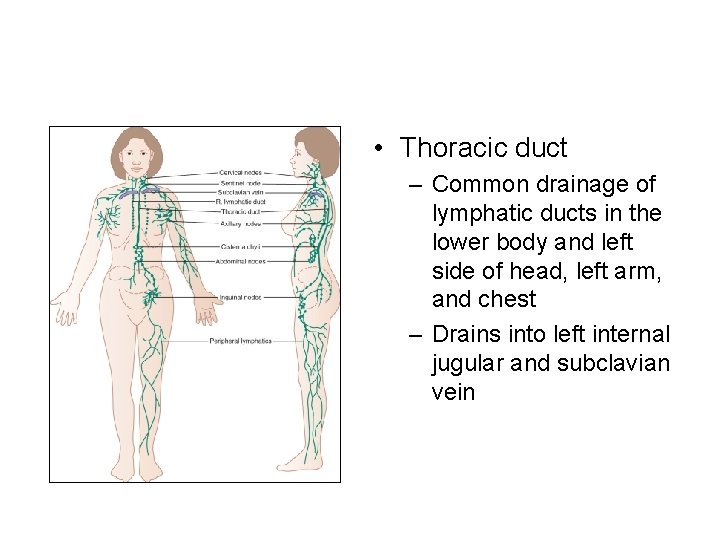  • Thoracic duct – Common drainage of lymphatic ducts in the lower body