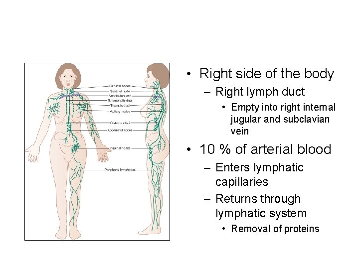  • Right side of the body – Right lymph duct • Empty into