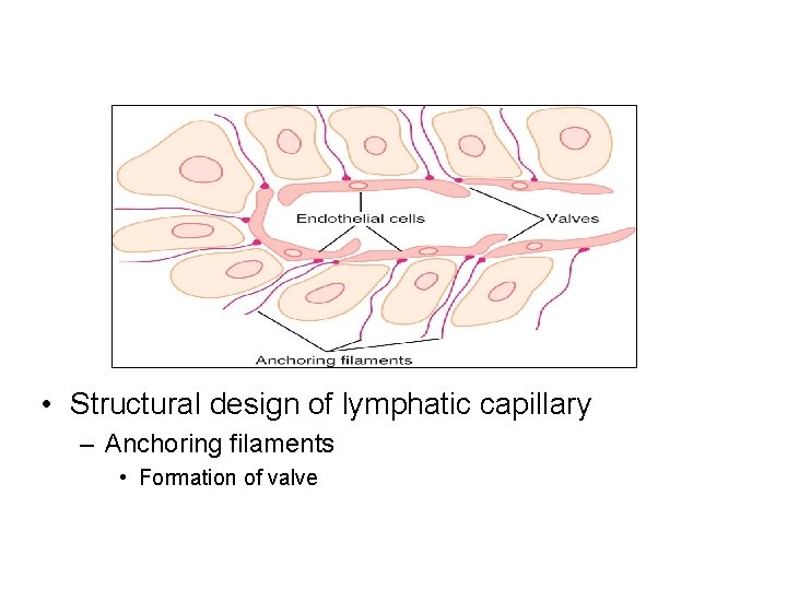  • Structural design of lymphatic capillary – Anchoring filaments • Formation of valve