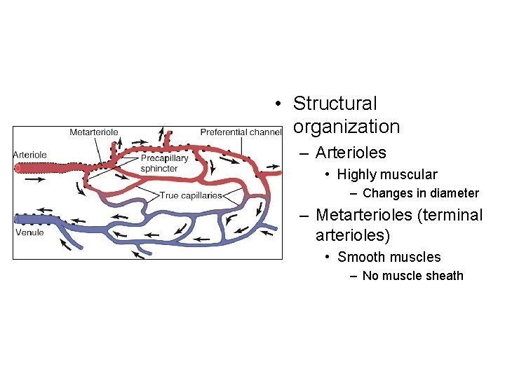  • Structural organization – Arterioles • Highly muscular – Changes in diameter –
