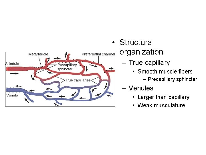  • Structural organization – True capillary • Smooth muscle fibers – Precapillary sphincter