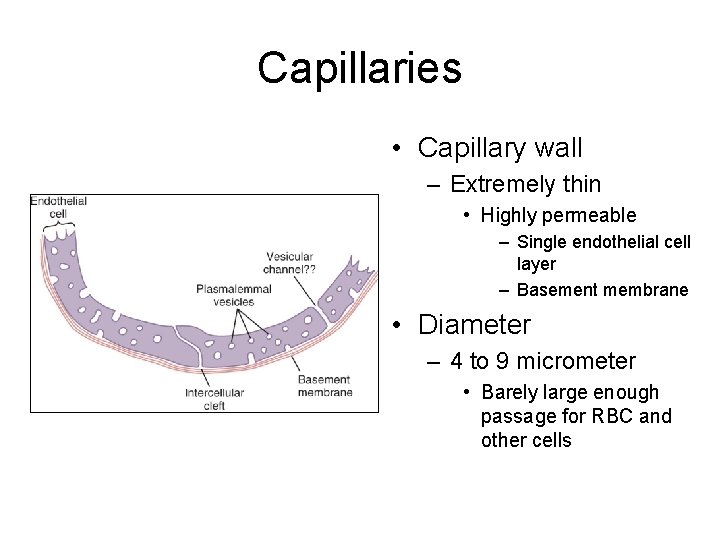 Capillaries • Capillary wall – Extremely thin • Highly permeable – Single endothelial cell