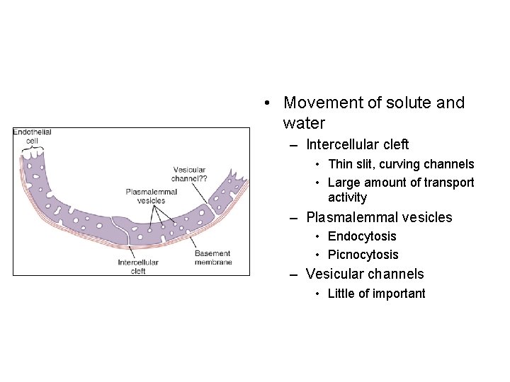  • Movement of solute and water – Intercellular cleft • Thin slit, curving