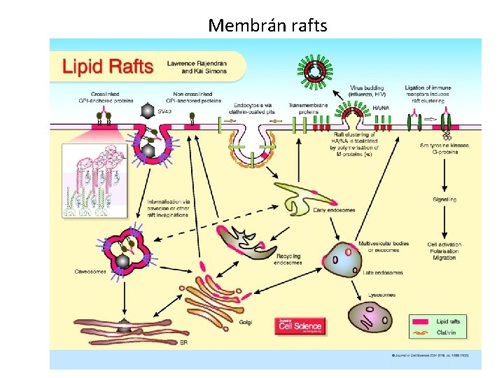 Membrán rafts 