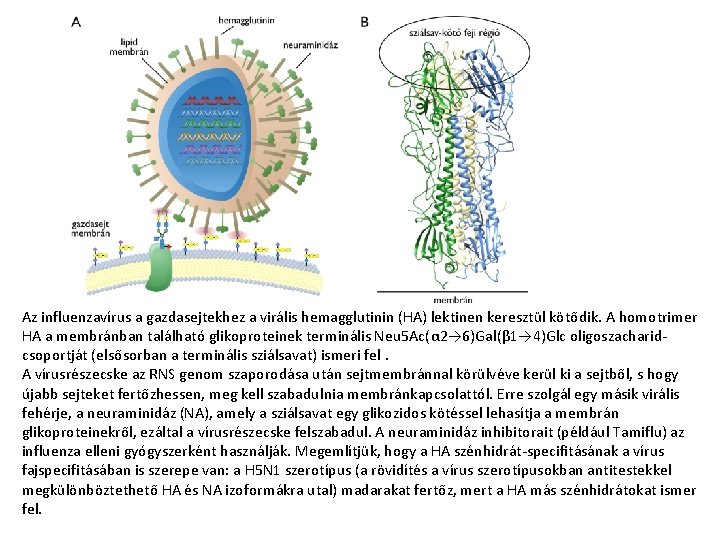 Az influenzavírus a gazdasejtekhez a virális hemagglutinin (HA) lektinen keresztül kötődik. A homotrimer HA